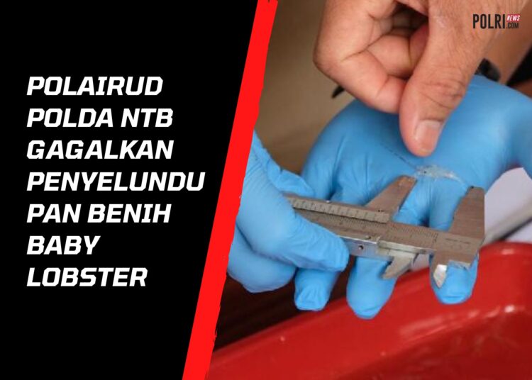 Polairud Polda NTB Gagalkan Penyelundupan Benih Baby Lobster