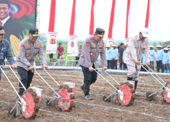 budidaya benih jagung Bhayangkara